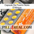 Africa Black Ant Capsule new05